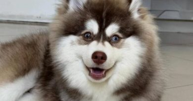 Recompensa de R$ 5 mil: Família procura cachorro desaparecido no Ferrazópolis, em SBC