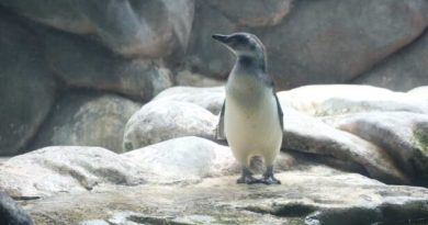 Sabina revela em chá revelação que filhote de pinguim é macho