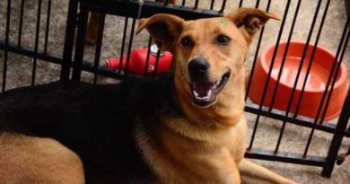 Saúde de São Caetano zera filas de especialidades e anuncia “Casa Caramelo” para o bem-estar animal