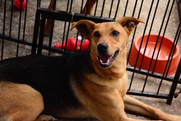 Saúde de São Caetano zera filas de especialidades e anuncia “Casa Caramelo” para o bem-estar animal