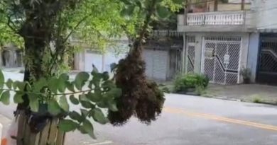 Vespeiro em via pública assusta moradores no Parque Selecta, em São Bernardo