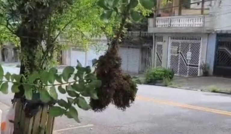 Vespeiro em via pública assusta moradores no Parque Selecta, em São Bernardo