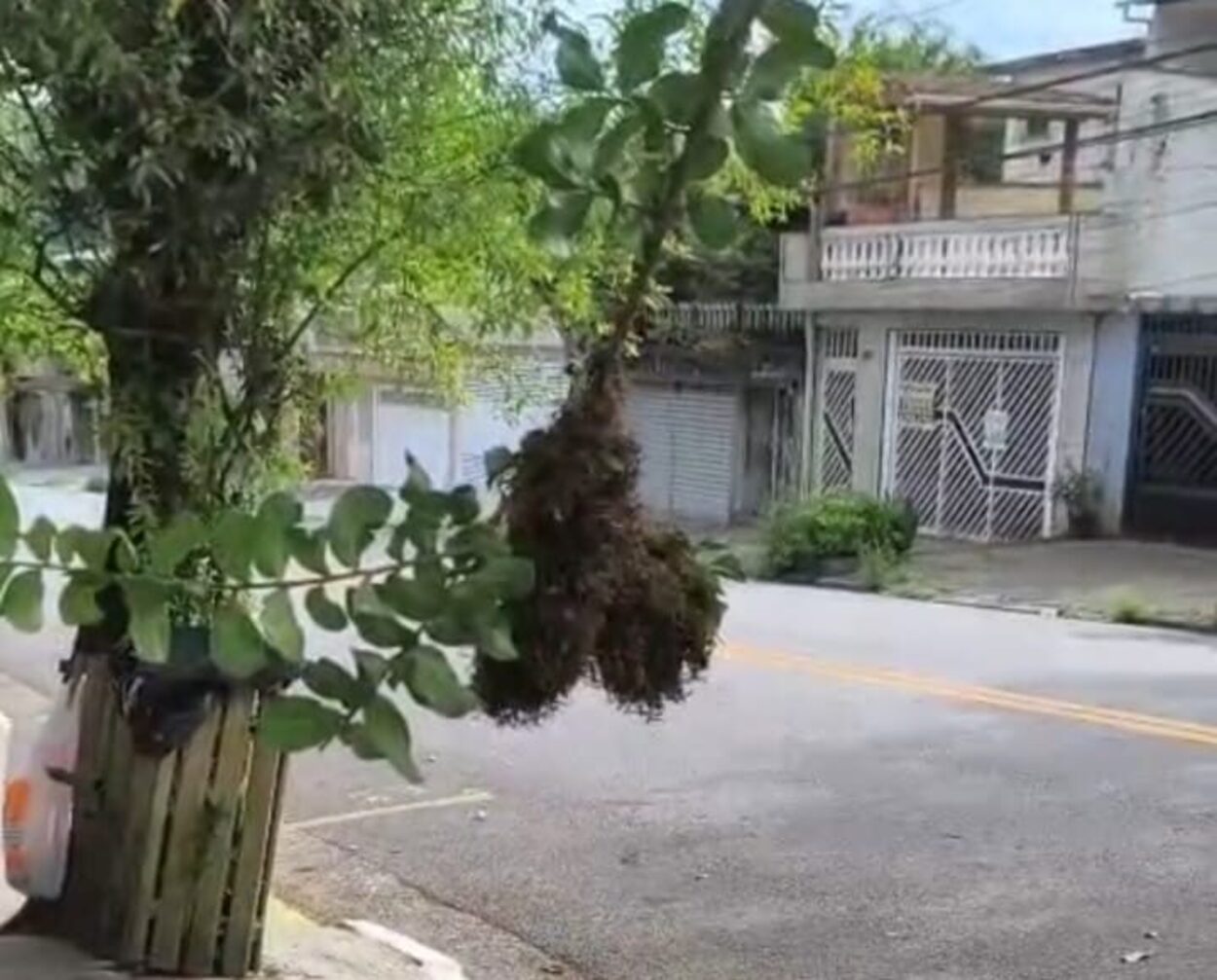 Vespeiro em via pública assusta moradores no Parque Selecta, em São Bernardo