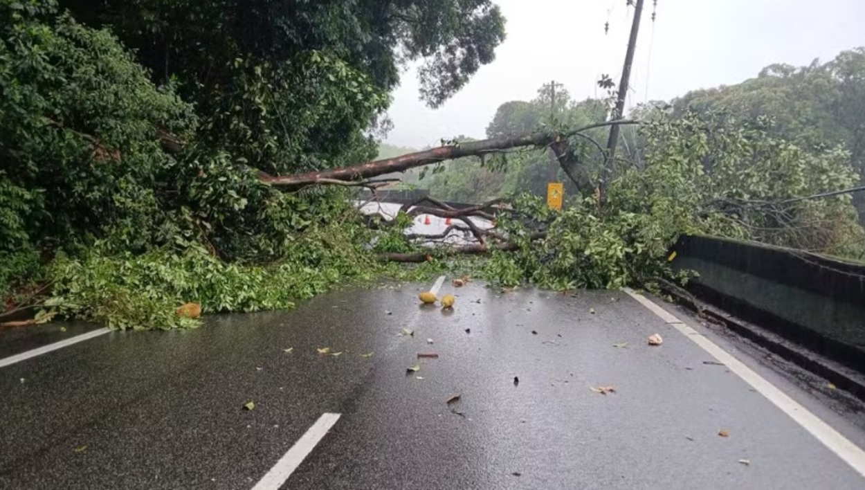 Árvore caiu sobre rede elétrica na altura do km 51 da Anchieta — Foto: Defesa Civil de São Paulo
