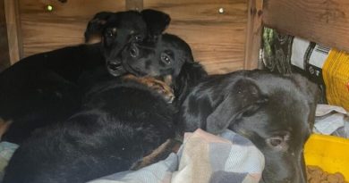 Bombeiros e moradores resgatam filhotes presos em tubulação na divisa de SBC e Santo André - 2026-02-11 20:04:56