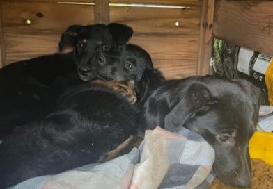 Bombeiros e moradores resgatam filhotes presos em tubulação na divisa de SBC e Santo André - 2026-02-11 20:04:56