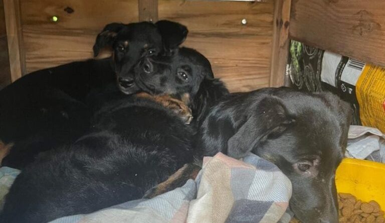 Bombeiros e moradores resgatam filhotes presos em tubulação na divisa de SBC e Santo André - 2026-02-11 20:04:56