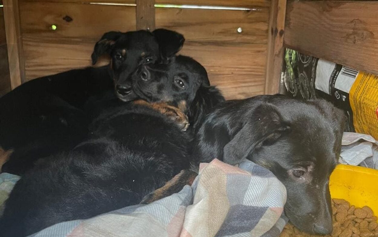 Bombeiros e moradores resgatam filhotes presos em tubulação na divisa de SBC e Santo André