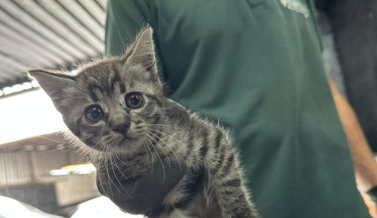De carona com o perigo: filhotes de gato sobrevivem a viagem dentro de motor de carro em São Bernardo