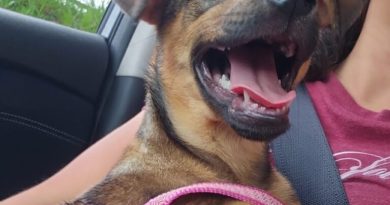 Do abandono ao novo lar: estudante de veterinária e família adotam filhote amarrada em árvore em SBC