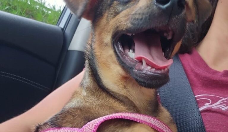 Do abandono ao novo lar: estudante de veterinária e família adotam filhote amarrada em árvore em SBC