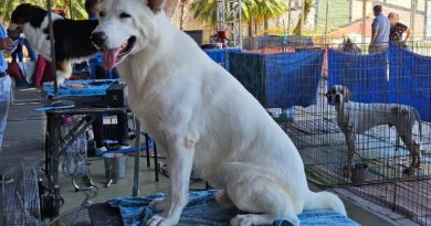 Exposição de Cães de Raça Pura movimenta Ribeirão Pires nos dias 21 e 22 de fevereiro - 2026-02-18 23:36:21
