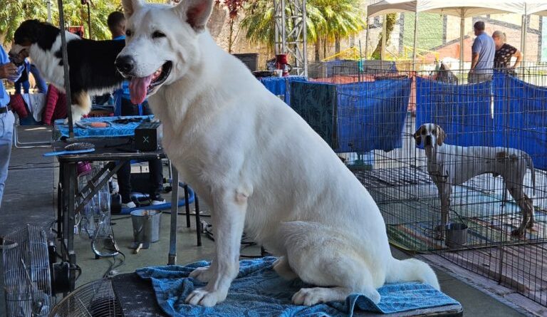 Exposição de Cães de Raça Pura movimenta Ribeirão Pires nos dias 21 e 22 de fevereiro - 2026-02-18 23:36:21
