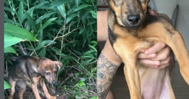 Filhote é abandonada na rua sob chuva e frio no Santa Terezinha, em São Bernardo