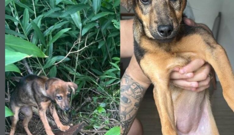 Filhote é abandonada na rua sob chuva e frio no Santa Terezinha, em São Bernardo
