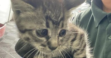 Final feliz em SBC: última gatinha sobrevivente de motor de carro encontra lar no Baeta Neves