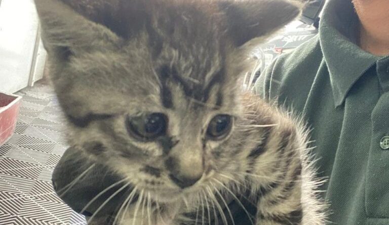 Final feliz em SBC: última gatinha sobrevivente de motor de carro encontra lar no Baeta Neves