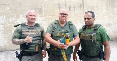GCM Ambiental de Diadema resgata arara canindé