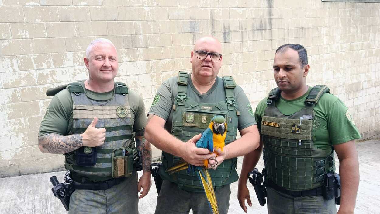 GCM Ambiental de Diadema resgata arara canindé