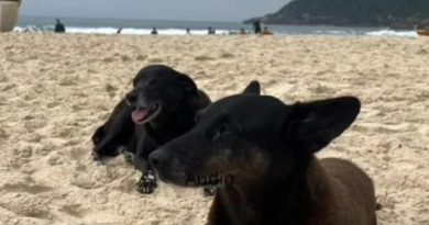 Luto na Praia Brava: Morre Pretinha, a fiel companheira do cão Orelha - 2026-02-10 11:20:03