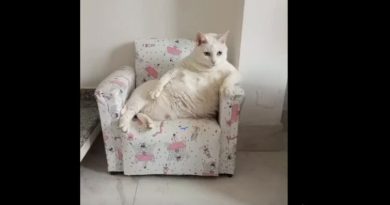 Morre Pérola, a gata que encantou a internet em seu “mini sofá” - 2026-02-25 19:25:33