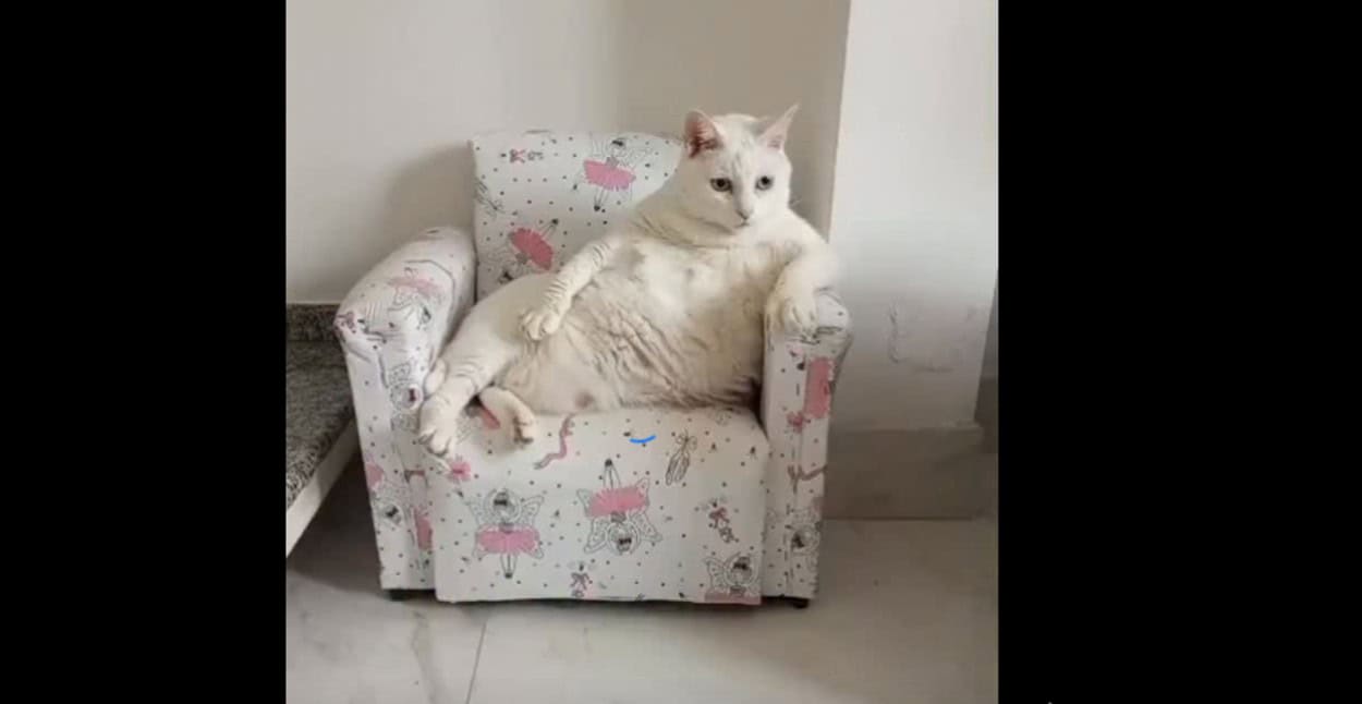 Morre Pérola, a gata que encantou a internet em seu "mini sofá"