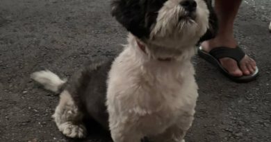 Mulher muda de casa e deixa cachorro para trás; vizinhos buscam um lar para o animal em São Bernardo