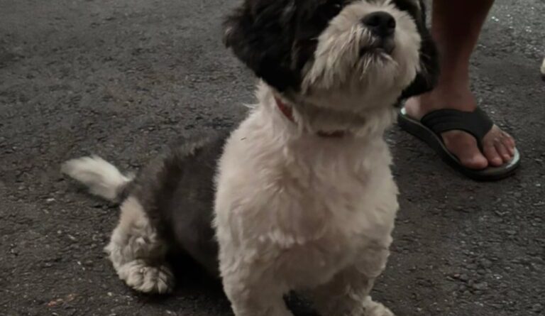 Mulher muda de casa e deixa cachorro para trás; vizinhos buscam um lar para o animal em São Bernardo