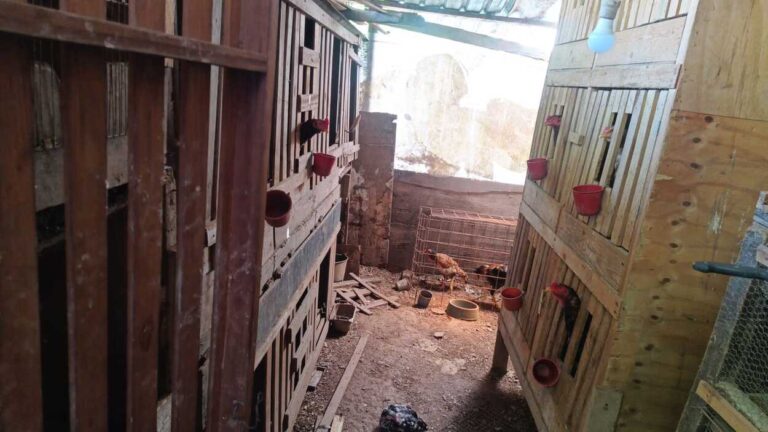 Operação conjunta em Diadema desarticula centro de rinha e resgata 200 galos - 2026-02-20 22:17:55