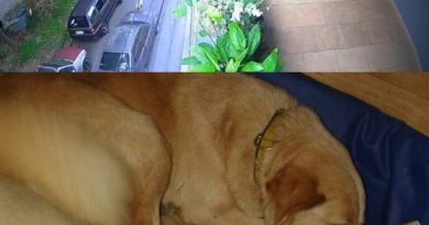 Suspeito de atropelar e matar cão propositalmente em SBC é liberado após prestar depoimento