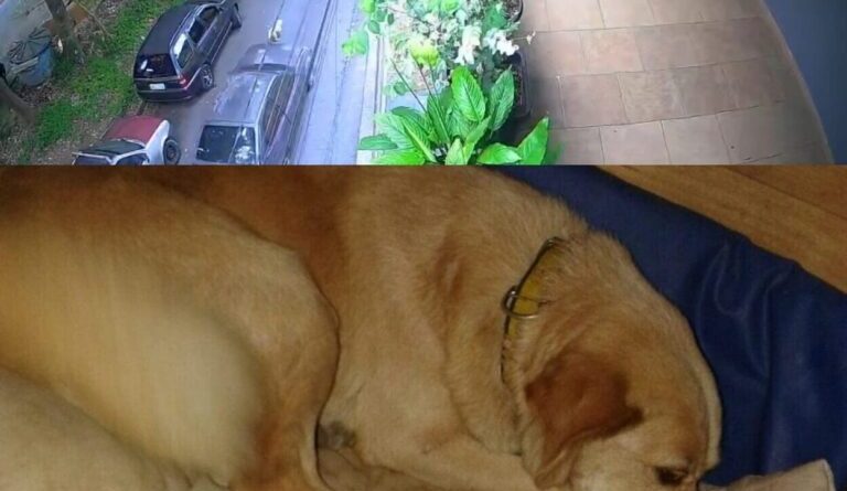 Suspeito de atropelar e matar cão propositalmente em SBC é liberado após prestar depoimento