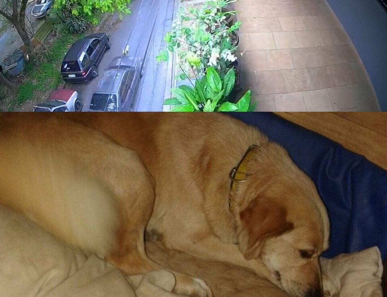 Tutor do animal expressou profunda indignação com a soltura do jovem, que já possui histórico problemático; imagens de vídeo que mostram manobras arriscadas foram entregues à polícia