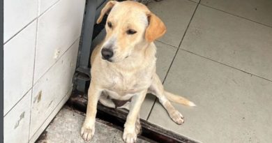 Cadelinha é encontrada em posto de combustível em São Bernardo - 2026-03-09 22:12:07