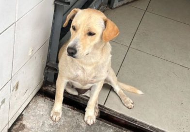 Cadelinha é encontrada em posto de combustível em São Bernardo - 2026-03-09 22:12:07