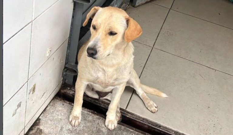 Cadelinha é encontrada em posto de combustível em São Bernardo - 2026-03-09 22:12:07