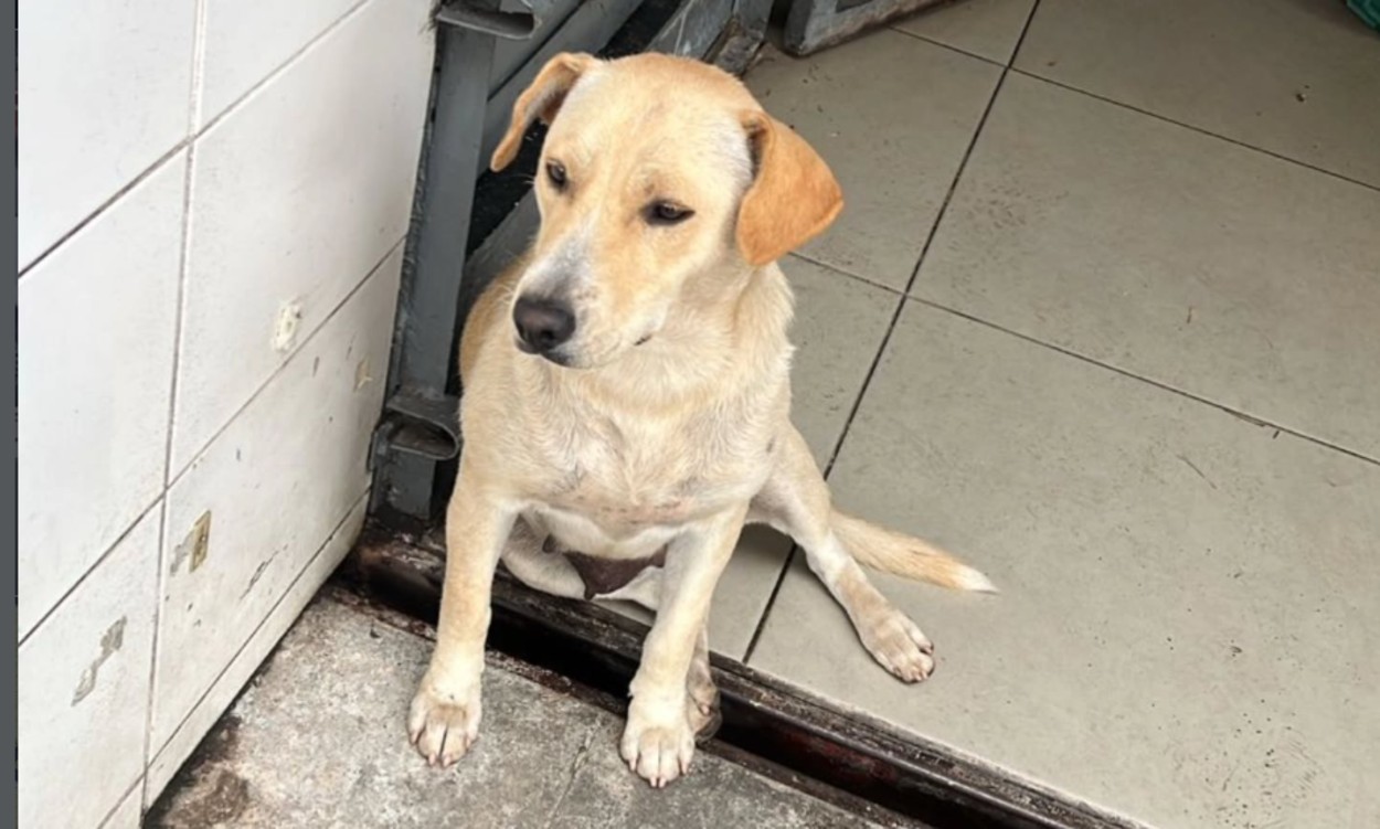 Cadelinha é encontrada em posto de combustível em São Bernardo