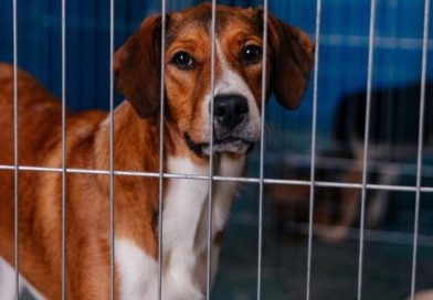 Em São Bernardo, mutirão de castração de cães e gatos terá 400 procedimentos gratuitos - 2026-03-16 23:43:08