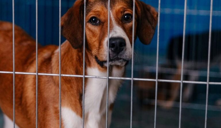 Em São Bernardo, mutirão de castração de cães e gatos terá 400 procedimentos gratuitos - 2026-03-16 23:43:08