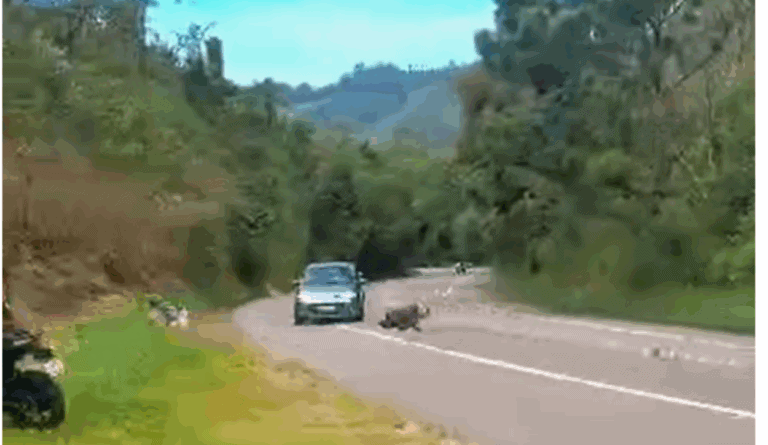 Motociclista de 49 anos morre após perder o controle e colidir com carro na SP-095, em Tuiuti - 2026-03-24 23:53:36