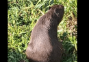 Natureza resiste ao asfalto: garças e capivaras surpreendem na Avenida Pery Ronchetti, em SBC - 2026-03-24 15:09:45