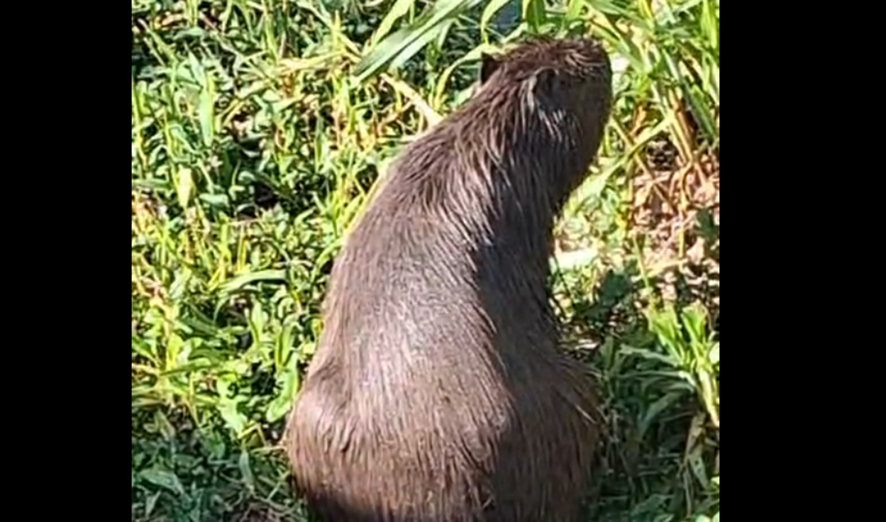 Natureza resiste ao asfalto: garças e capivaras surpreendem na Avenida Pery Ronchetti, em SBC