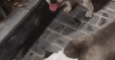 Cães American Bully são resgatados