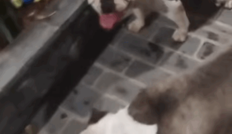 Cães American Bully são resgatados