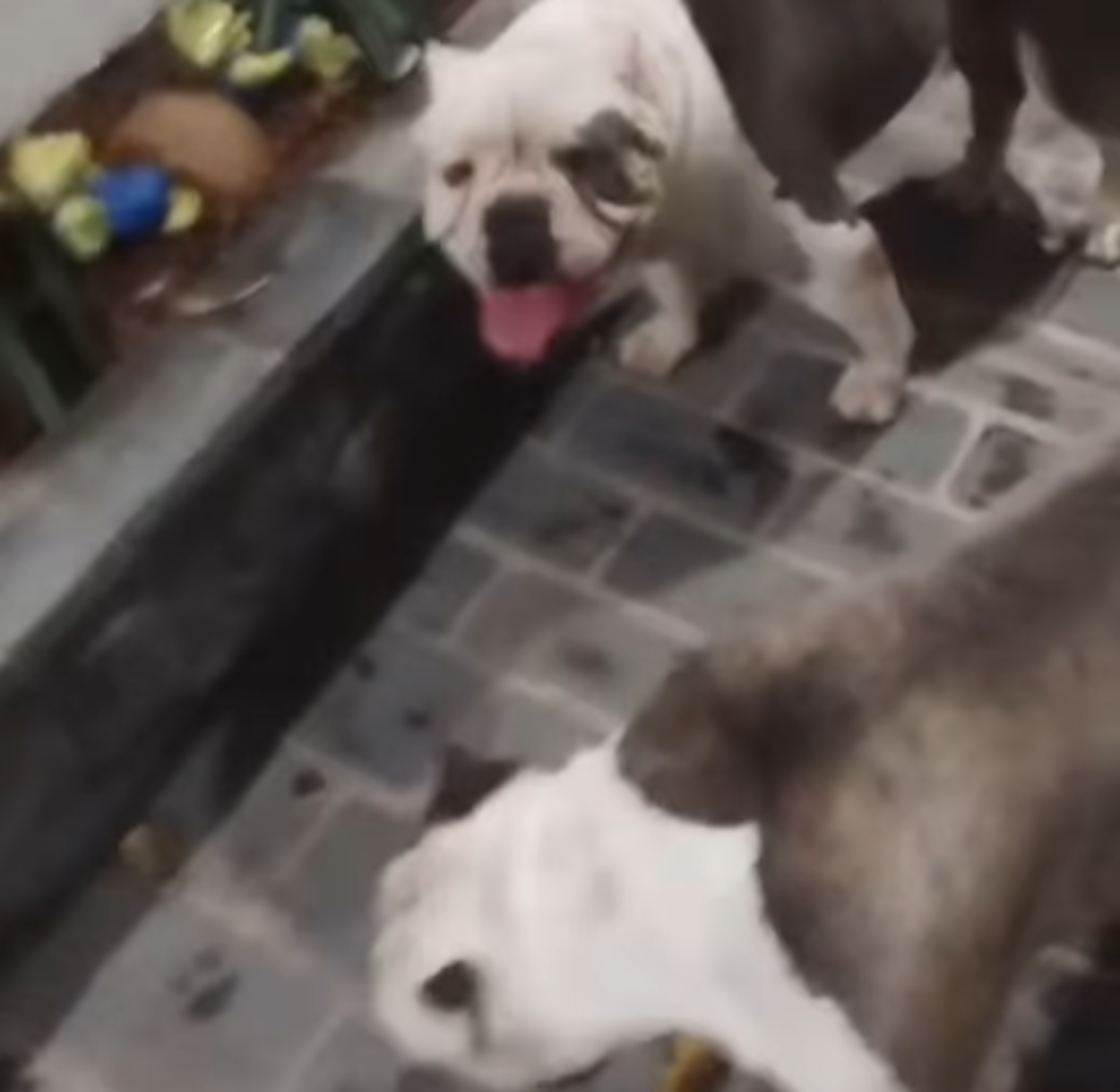 Cães da raça American Bully são resgatados e devolvidos aos donos em São Bernardo