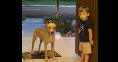 Criança convida “doguinho” caramelo para entrar em casa e encanta a web - 2026-04-29 00:15:38