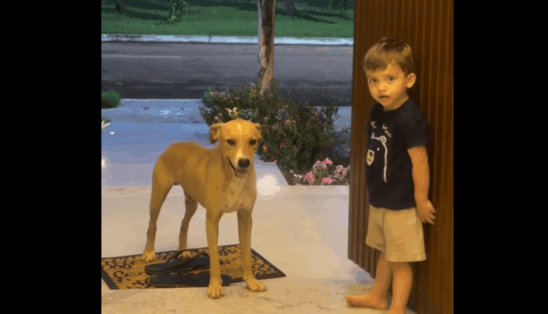 Criança convida “doguinho” caramelo para entrar em casa e encanta a web - 2026-04-29 00:15:38
