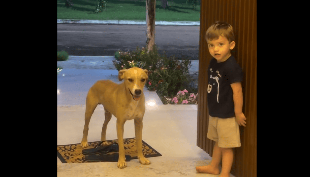 Criança convida "doguinho" caramelo para entrar em casa e encanta a web
