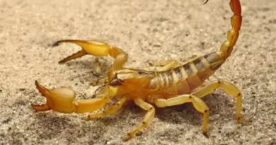 Cuidados essenciais para prevenir picadas de escorpião em SP - 2026-04-09 04:49:02