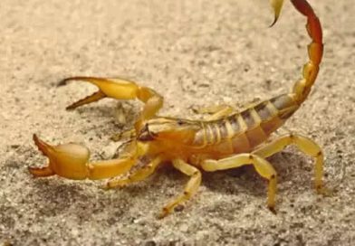 Cuidados essenciais para prevenir picadas de escorpião em SP - 2026-04-09 04:49:02