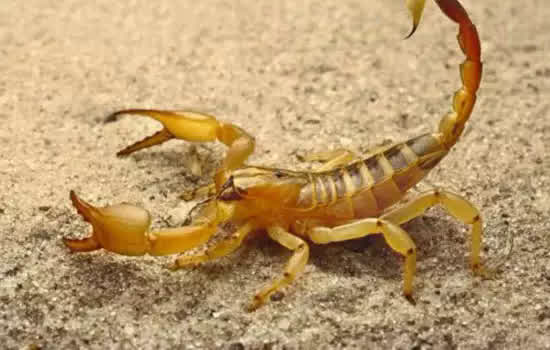 reprodução Cuidados essenciais para prevenir picadas de escorpião em SP